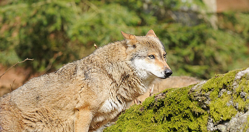 Tiergehege im Nationalpark Bayerischer Wald mit Wolf